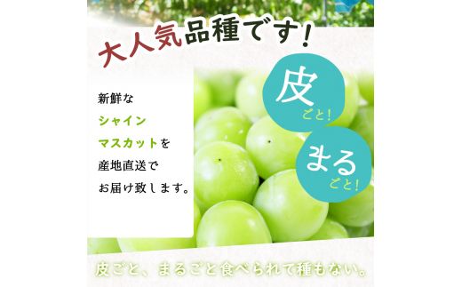 紀州和歌山産 シャインマスカット 約1kg ※2025年8月下旬～9月上旬頃に順次発送 ※日付指定不可 ぶどう ブドウ 葡萄 マスカット 果物 くだもの フルーツ 人気【uot782】