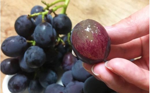 紀州有田産 ブラックオリンピア(ハチミツぶどう) 約2kg ※2026年8月中旬頃〜2026年9月上旬頃に順次発送に順次発送予定 / ぶどう ブドウ 葡萄 フルーツ 果物 くだもの【uot005】