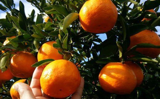 【厳選・濃厚】紀州有田産のはるみ約5kg(Lサイズ) ※2026年1月下旬～2026年2月中旬頃順次発送（お届け日指定不可）【tec914B】