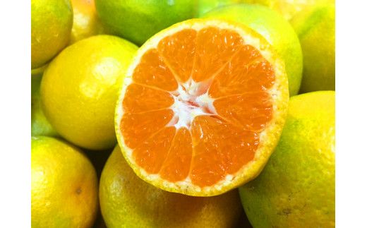 【先行予約】紀州和歌山有田産ゆら早生みかん10kg　※2026年10月中旬頃〜11月上旬頃に順次発送（お届け日指定不可）【uot734】