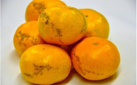 有田みかん「風のしるし」（約10kg）(A241-2)