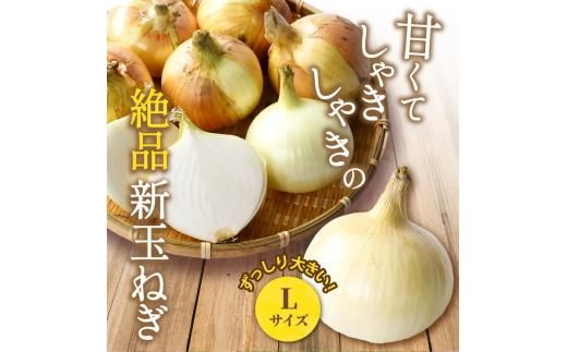 和歌山県産新玉ねぎ約10kg　Lサイズ 約25個入り　こだわり農家厳選！【2026年4月末頃～6月中旬に発送予定】人気 おすすめ たまねぎ 玉ねぎ 玉葱 タマネギ オニオン スープ サラダ 国産 野菜