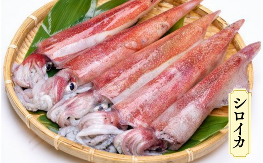 先行予約【兵庫県香住産 香住のイカづくし 合計2.2kgセット 冷凍】令和8年6月下旬以降順次発送予定 国産 香住 山陰 いか 詰め合わせ 鮮度抜群 急速冷凍 産地直送 おすすめ 兵庫県 香美町 宿院商店 33-08