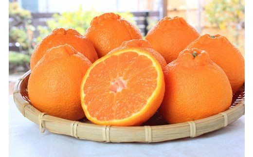 【ご家庭用訳あり】紀州有田産不知火(しらぬひ) 約8.5kg 【予約】　※2026年2月中旬頃〜2026年3月中旬頃に順次発送予定(お届け日指定不可)【uot507A】