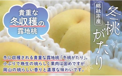 白桃「冬桃がたり」岡山県総社もも生産組合【2025年産先行予約】25-030-001