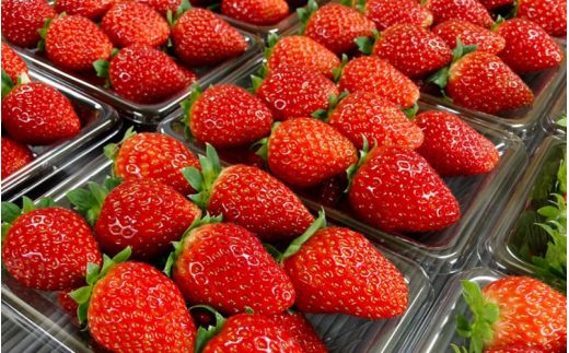 【先行予約】特大まりひめ いちご 朝摘 6個～11個入り×4パック 2027年1月中旬～2027年3月末頃に順次発送予定（お届け日指定不可）/ いちご 苺 まりひめ 和歌山 フルーツ 果物 くだもの【kiy004A】
