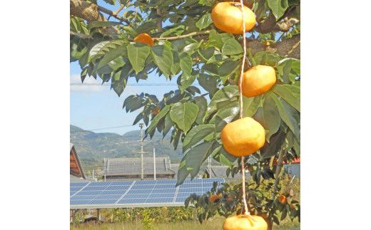 甘さが違う！とっても甘くなる生渋柿（平たねなし柿）吊るし柿用  T字枝or吊るしクリップ付約14.5～15kg　約60～90個＜2026年10月中旬～11月上旬ごろ順次発送＞Ted【art015B】
