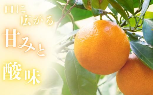 【和歌山県産】秀品 「紅娘」 温州 みかん  山下紅早生 1kg 「お試しに♪」 【S~2Lサイズおまかせ】【2026年11月中旬～2026年12月中旬までに順次発送】＜味好農園＞ /温州みかん みかん 蜜柑 柑橘 山下早生 早生 秀品 紅早生 フルーツ 果物 くだもの 希少【agy004-beni-1】