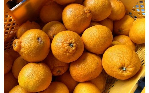 ＼光センサー選別／ 【訳あり】ちょこっと訳あり不知火デコポン 約5kg【ご家庭用】 先行予約 訳あり デコポン みかん ※2025年2月中旬より順次発送予定（お届け日指定不可）【nuk120D】