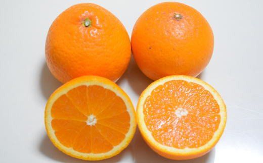【訳あり・ご家庭用】和歌山由良町産の濃厚清見オレンジ約10kg　※2025年2月中旬～2025年3月上旬頃より順次発送（お届け日指定不可） 【tec877】