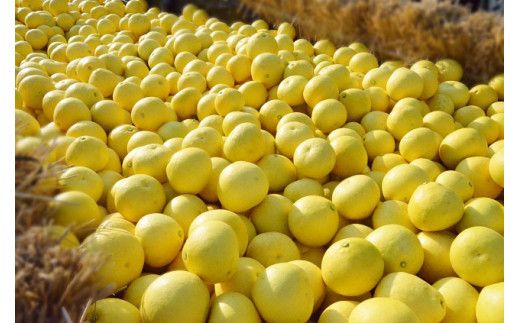 【2026年発送】土佐文旦（約10kg/16～23玉）　フルーツ 果物 新鮮 産直