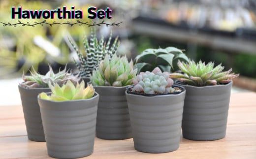 960.人気のハオルチア16種詰め合わせ（A960-2）