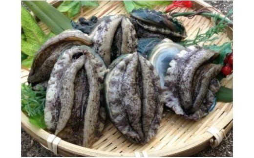 極上！紀州蝦夷鮑×12個　五つ星旅館にも出荷される極上アワビ【riz112】