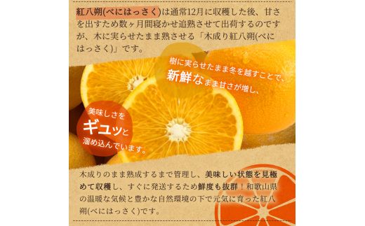 【先行予約】紀州有田産木成り完熟紅八朔８kg ※2025年2月下旬頃～2025年3月下旬頃に順次発送予定（お届け日指定不可）/ みかん 不知火 和歌山 フルーツ 有田【uot795】