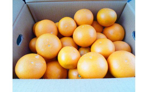 【予約】【ジューシー】清見オレンジ 5kg※2025年3月下旬〜2025年4月中旬頃に順次発送予定（お届け日指定不可） みかん 蜜柑 ミカン フルーツ【uot710-2】