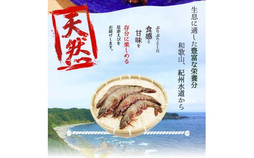 紀州和歌山産天然足赤えび540g（270g×2パック）化粧箱入 ※2024年11月上旬～2025年2月上旬頃順次発送予定（お届け日指定不可）／海老 エビ えび クマエビ 天然【uot772A】