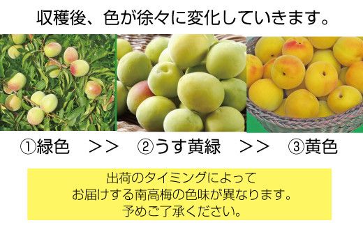 【梅干・梅酒用】（LまたはM－2Kg）熟南高梅＜2025年6月上旬～7月上旬ごろに順次発送予定＞【art012A】 