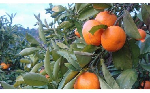 【2026年1月発送】＼光センサー選別／農家直送 こだわりの有田みかん 約6kg＋250g(傷み補償分) 【ご家庭用】 みかん ミカン 有田みかん 温州みかん 柑橘 有田 和歌山 ※北海道・沖縄・離島配送不可/みかん ミカン 有田みかん 温州みかん 柑橘 有田 和歌山 産地直送【nuk102-01】