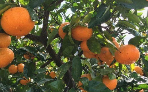 ＜12月上旬～＞【先行予約　2025年12月上旬～12月下旬発送】農園直送!完熟有田みかん【サイズ混合】3kg＋200g  ※北海道・沖縄・離島への配送不可【ard002C-12】