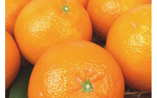 伊予柑(いよかん) 約5kg/サイズおまかせ　※2026年1月中旬～2026年2月中旬頃に順次発送予定(お届け日指定不可)　紀伊国屋文左衛門本舗　【ntbt441B】