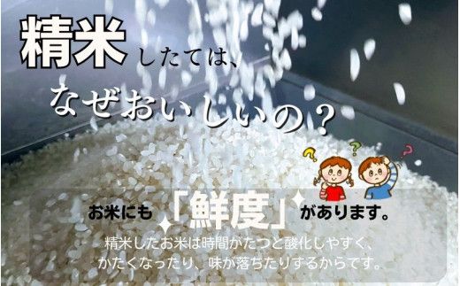 和歌山県産の お米 きぬむすめ 10kg (5kg×2袋) 〈令和6年度産〉 産地直送 / 米 こめ ご飯 ごはん 白米 国産 和歌山県産 小分け【hio104A】