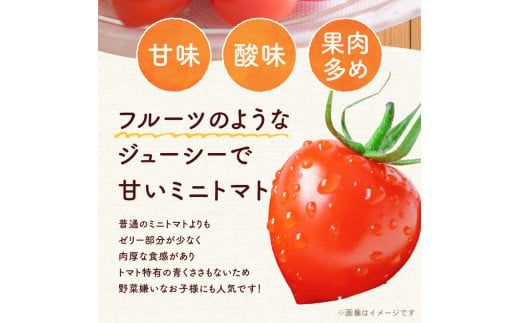 【先行予約：2026年7月下旬頃より発送】NicoFarm トマトベリー（ミニトマト）1Kg_ Y124-0011