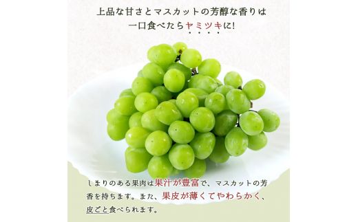 紀州和歌山産 シャインマスカット 約1kg ※2025年8月下旬～9月上旬頃に順次発送 ※日付指定不可 ぶどう ブドウ 葡萄 マスカット 果物 くだもの フルーツ 人気【uot782】