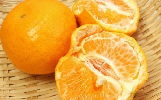 【厳選・濃厚】 紀州 有田 産の はるみ 4kg サイズおまかせ ※1月下旬頃〜2月中旬頃順次発送 / 果物 フルーツ 柑橘 みかん 和歌山 【tec820B】