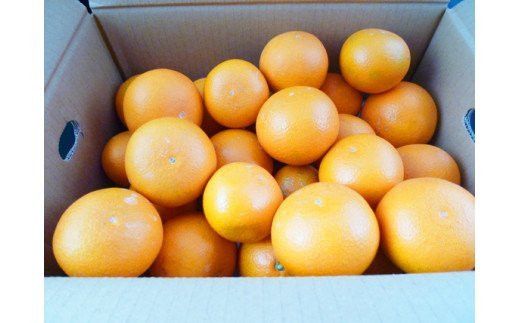 【予約】【ジューシー】清見オレンジ 5kg※2025年3月下旬〜2025年4月中旬頃に順次発送予定（お届け日指定不可）【uot710-2】