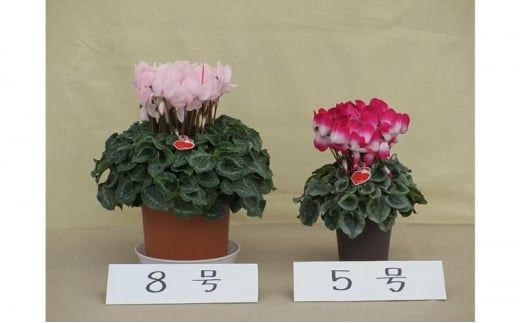 シクラメン 8号鉢（24cm） ますだ農園 【お届け：11月～12月】 花 植物 フラワー F4N-1400
