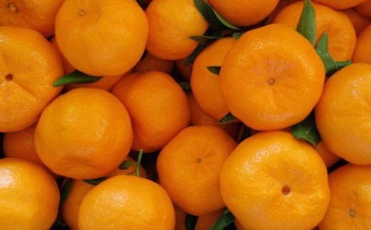 和歌山産 ポンカン 約5kg（サイズ混合・秀優品） ※2027年2月上旬～3月上旬頃に順次発送予定 ※沖縄・離島への配送不可 【tec942A】