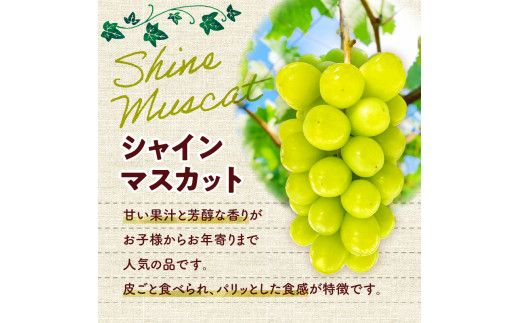 【先行受付：2026年10月上旬以降発送分】シャインマスカット 1房（600ｇ以上）_Y010-0658