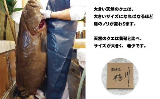 【冷凍】天然 クエ 9kg 以下 クエ鍋セット 1人前(250g) 【2024年11月下旬から2025年2月下旬までに順次発送致します。】【tkw001-2】