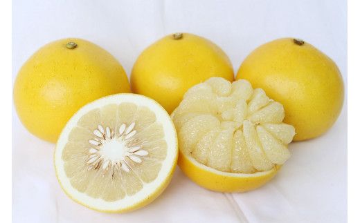 【2026年発送】土佐文旦（約3kg/4～7玉）フルーツ 果物 新鮮 産直