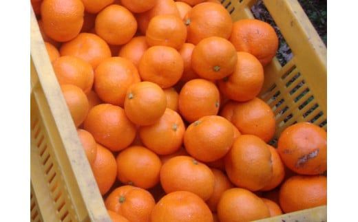 みかん 訳あり 農家直送 有田みかん 約10kg ご家庭用 サイズ混合 ※2025年11月中旬より順次発送予定（お届け日指定不可）※北海道・沖縄・離島への配送不可　訳ありみかん 温州みかん サイズ混合 訳ありみかん 温州みかん 有機質肥料100% ふるさと納税 柑橘 有田 産地直送【nuk138F】