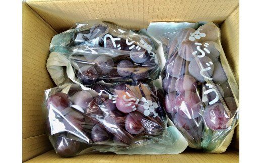 【予約受付】ブラックオリンピア 約1kg（2～3房）【8月中に順次発送】 巨峰に似たはちみつぶどうと呼ばれる幻のぶどう  【nuk114A】 