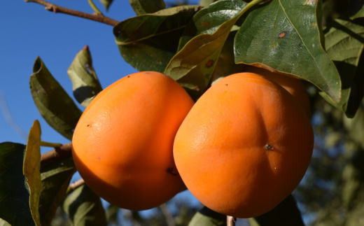 【秋の味覚】和歌山産のたねなし柿2L～4Lサイズ約4kg（化粧箱入り）【tec409A】