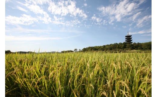 【定期便】令和6年産＜無洗米＞総社市産きぬむすめ　10kg〔6回配送〕24-108-001