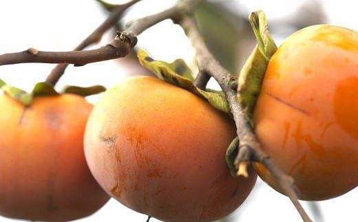 和歌山産富有柿ご家庭用約7.5kg※2024年11月上旬～2024年12月上旬頃に順次発送 