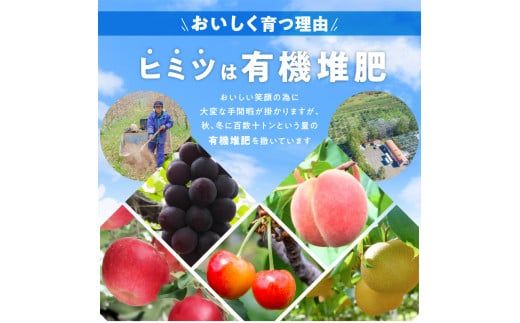 【先行予約：2026年9月中旬以降発送】フルーツ王国余市産「キャンベル」2kg【ニトリ観光果樹園】_Y074-0124