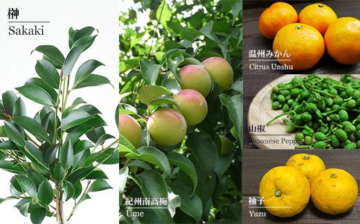 榊　sakaki　PREMIUM　XXV　クラフトジン　紀州熊野蒸溜所1本【prm009】