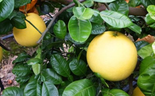 【先行予約】ファーストクイーン 2玉 サラダ感覚 熊本県 八代市産 みかん チャンドラポメロ ザボン 早生文旦 わせぶんたん ボンタン 【2026年10月下旬より順次発送】