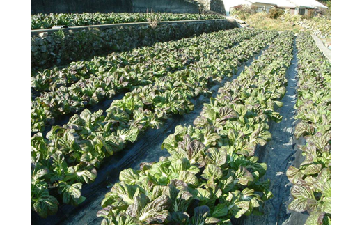 【新宮名物】めはり漬セット【めはり寿司】【kbs015A】