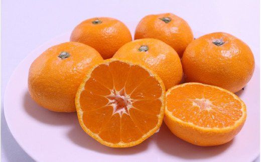 ＼ みかんの名産地 和歌山県産／ 農家直送 大玉 有田みかん 5kg （2L～3L） ひとつひとつ手選別で厳選【2025年11月下旬～1月中旬ごろに順次発送予定】【hdm001-1A】