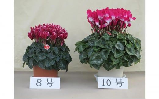 シクラメン 10号鉢（30cm） ますだ農園 【お届け：11月～12月】 花 植物 フラワー F4N-1401