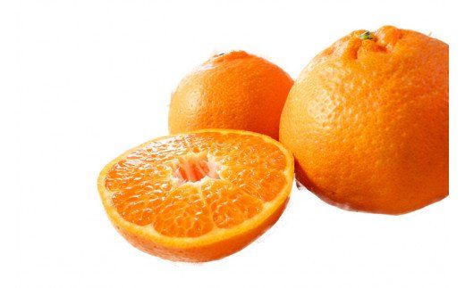 果肉ぷりぷり!完熟はるみ5kg　※2026年2月中旬頃～2026年2月下旬頃に順次発送予定(お届け日指定不可) 【uot732】