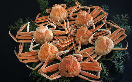 【訳あり セコガニボイル（冷凍）7匹】カニ かに 蟹 松葉がに 松葉ガニ せこがに せいこがに メスガニ 外子 内子 卵 カニ味噌 濃厚 急速冷凍 浜茹 数量限定 産地直送 鮮度抜群 大人気 リピーター続出 やみつき 香美町 香住 柴山 国産 04-06