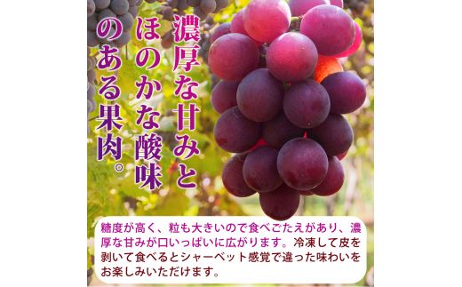 紀州和歌山産 巨峰ぶどう 約2kg ※2025年8月下旬～9月上旬頃に順次発送 ※日付指定不可 巨峰 ぶどう ブドウ 葡萄 果物 くだもの フルーツ【uot784A】