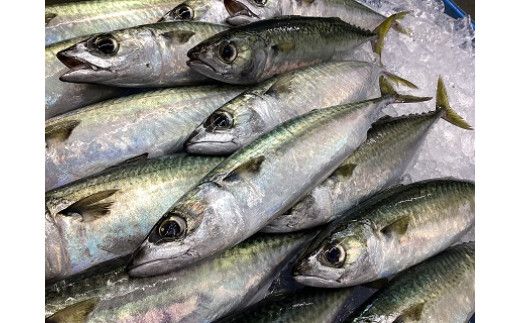 977.【産直市場「浜のうたせ」】さばフライ（加熱用）５〜8枚セット(A977-1)