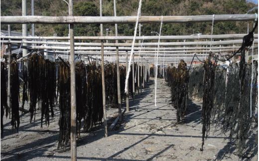 紀州衣奈産 乾燥わかめ 150g×3パック(2025年産)【sml102E】